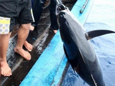 Thời tiết ủng hộ ngư dân khai thác cá ngừ đại dương