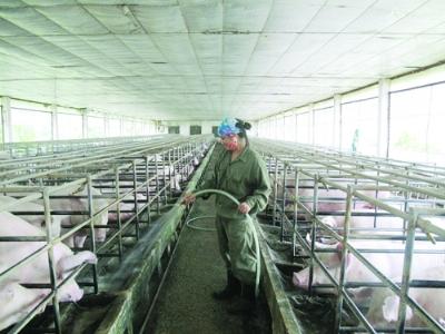 Ngành chăn nuôi sản xuất quy mô lớn nhiều ưu đãi vẫn kém hấp dẫn