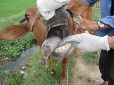 Kon Tum ngăn chặn kịp thời dịch lở mồm long móng ở đàn bò