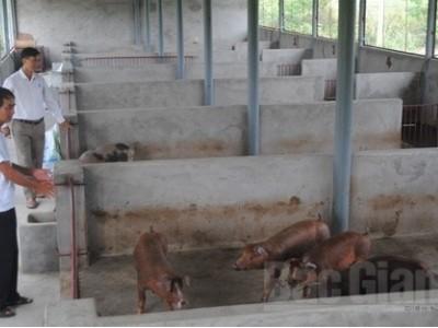 Chủ trang trại chăn nuôi Lương Văn Tuấn đi lên từ gian khó