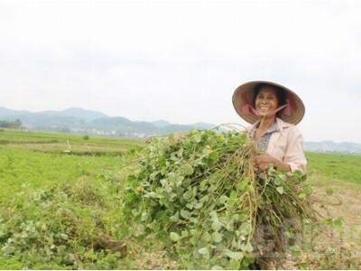 Niềm vui từ trồng kim tiền thảo ở Yên Dũng - Bắc Giang