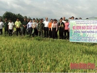 Liên kết sản xuất mô hình hiệu quả cho nhà nông ở huyện Điện Biên