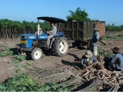 Tây Ninh tập trung phát triển cây mì thành cây trồng chủ lực