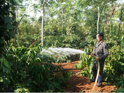Việt Nam có lợi thế hàng đầu về sản xuất cà phê