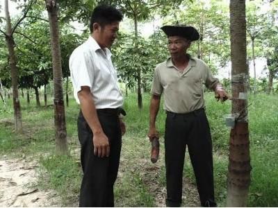 Châu Thành (Tây Ninh) trồng cây trôm cho thu nhập khá