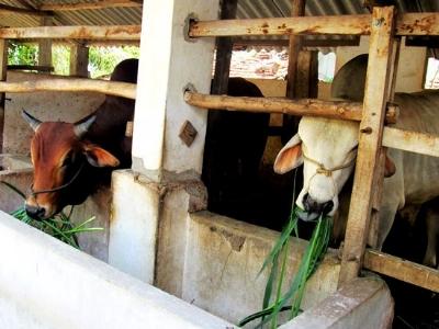 Phù Mỹ (Bình Định) phát triển phong trào trồng cỏ nuôi bò
