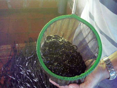 Tiền Giang: Tiềm năng phát triển nghề nuôi lươn không bùn