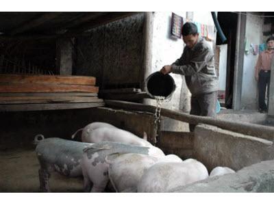 Nguyên Nhân Bệnh Tai Xanh Trên Đàn Lợn Bùng Phát Thành Dịch Ở Bắc Cạn