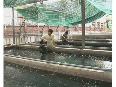 Khánh Hòa Có Hơn 480 Cơ Sở Sản Xuất Giống Thủy Sản