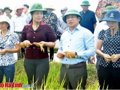 Sớm đánh giá khách quan, khoa học giống lúa N25 và Việt Hương Chiếm