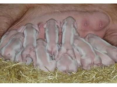 Ảnh hưởng của chế phẩm bột Mistral đến khả năng tăng trọng và hiệu quả phòng bệnh ở lợn con theo mẹ (Phần 01)