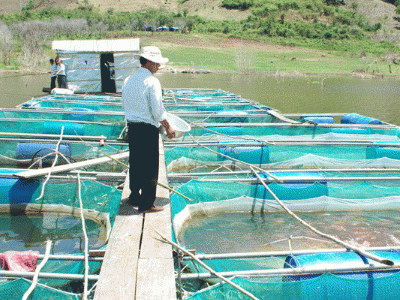 Nông dân Lý Nhân - Hà Nam đẩy mạnh nuôi cá lồng trên sông Hồng