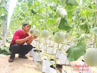 Nông sản ở Nghệ An với khả năng cạnh tranh thời hội nhập