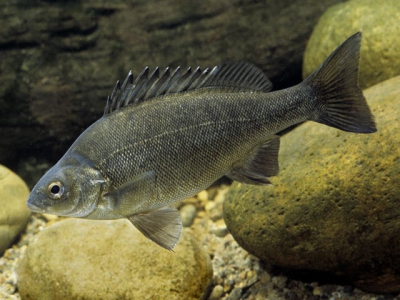 Diseases of the Australian Freshwater Fish Silver Perch (Bidyanus bidyanus) - Part 9
