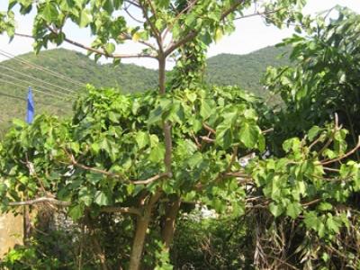 Bảo tồn và phát triển cây ngô đồng ở Cù Lao Chàm