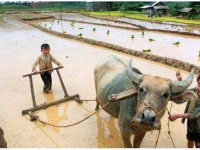 CEO ngoại chỉ ra 4 điểm đáng tiếc của nông nghiệp Việt Nam