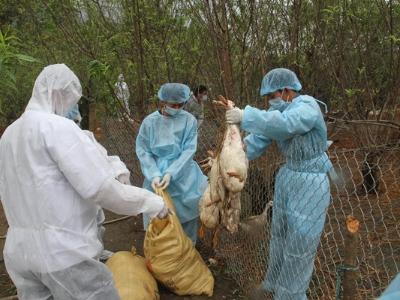 Lai Châu tiêu hủy 1.200 con gia cầm nhiễm virus cúm A/H5N6