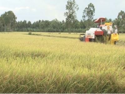 Thông tin dịch hại nông nghiệp trên địa bàn tỉnh Sóc Trăng