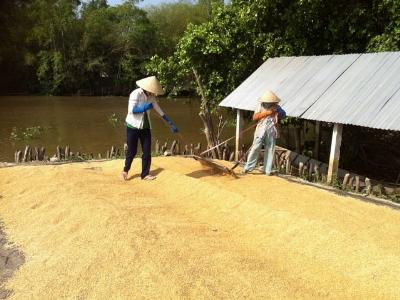 Nông dân với tái cơ cấu mong có hiệp hội lúa gạo kiểu Myanmar