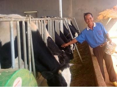 Người có công xây dựng tổ hợp tác chăn nuôi bò sữa