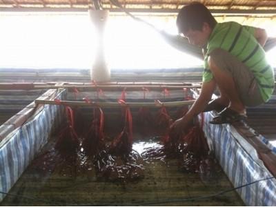 Thu hơn nửa tỷ đồng mỗi năm từ mô hình sản xuất lươn giống