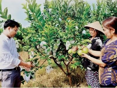 Thành phố Tuyên Quang khuyến khích phát triển vùng cây ăn quả