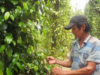 Tập huấn kỹ thuật trồng tiêu cho nông dân Tiên Phước