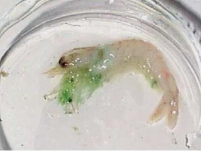 Độc tố tảo lam ảnh hưởng đến sức khỏe tôm thẻ chân trắng