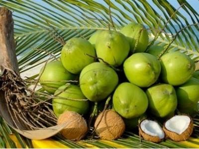 Dừa tràn ngập Cà Mau, giá bán giảm mạnh