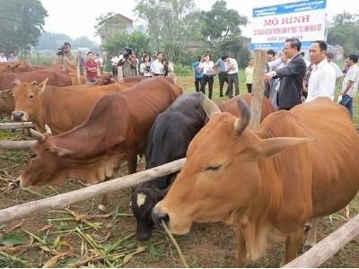 Hiệu quả dự án chăn nuôi đại gia súc