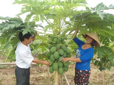 Hiệu quả kinh tế từ trồng cây đu đủ ở Hưng Yên