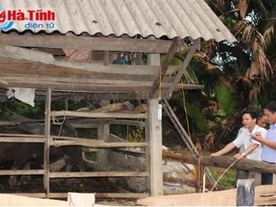 LMLM bùng phát ở Hương Giang, 41 con gia súc mắc bệnh
