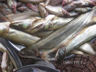 Một số kết quả bước đầu về nuôi thương phẩm cá Leo trên lồng bè tại Nghệ An