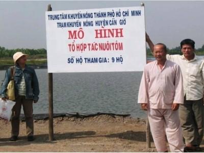 Nâng cao hiệu quả tổ hợp tác nuôi tôm tại xã Bình Khánh, huyện Cần Giờ