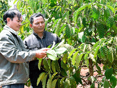 Tái cơ cấu ngành nông nghiệp ở Tây Nguyên cần sự bền vững cho những vườn cà phê Tái canh vườn cà phê già cỗi