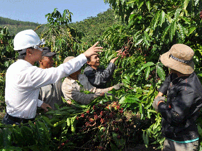 Tái cơ cấu ngành nông nghiệp ở Tây Nguyên cần sự bền vững cho những vườn cà phê thực trạng đáng lo ngại