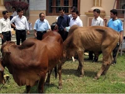 Tập đoàn Vingroup tặng hộ nghèo, cận nghèo ở Hoài Nhơn 92 con bê giống