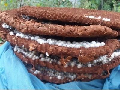 Thương lái Trung Quốc lùng mua tổ ong đất 10 kg ở Lào Cai