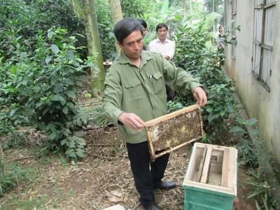 Tổ hợp tác nuôi ong giúp nhau làm giàu