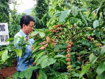 Thu tiền tỷ từ vườn tiêu xen cà phê hữu cơ