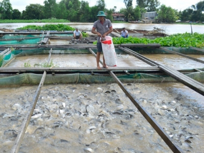 Tỷ phú cá thát lát cườm trên sông Hậu