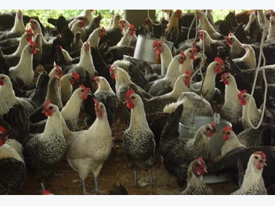 Mô hình nuôi gà siêu trứng Ai Cập cho năng suất cao