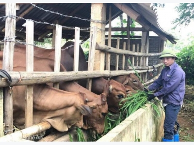 Trồng cỏ nuôi bò cho thu nhập cao