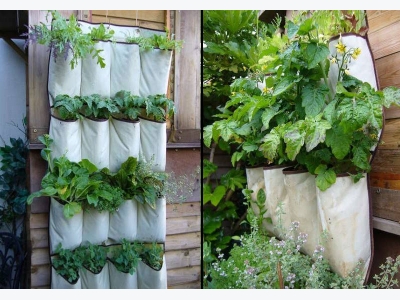 Độc đáo mô hình kỹ thuật trồng rau sạch bằng túi vải ăn quanh năm