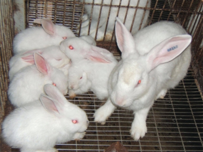 Phòng và trị bệnh cho thỏ - Phần 1