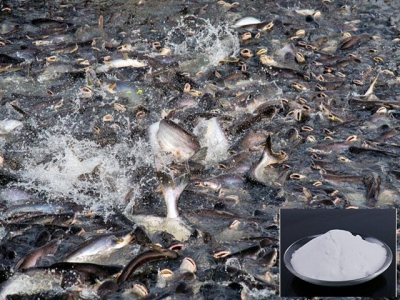 Tăng tỉ lệ sống cho cá da trơn nhờ muối của acid hữu cơ