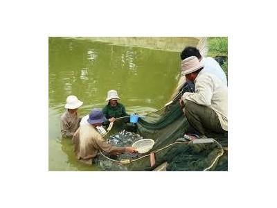 Triển Vọng Nghề Nuôi Cá Lồng Trên Hồ Chứa Ở Vĩnh Thạnh (Bình Định)