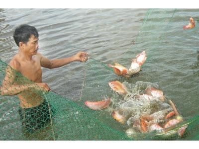 Mô Hình Nuôi Cá Diêu Hồng Hiệu Quả Kinh Tế Ở Huyện Krông Bông (Dak Lak)