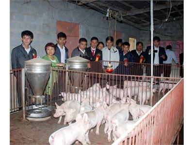 Trang Trại Chăn Nuôi Lợn Thịt Đầu Tiên Của Tỉnh Được Cấp Chứng Nhận VietGAHP