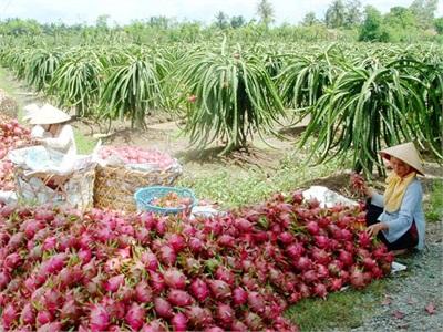 Trái Cây Việt Nam Vươn Ra Thế Giới